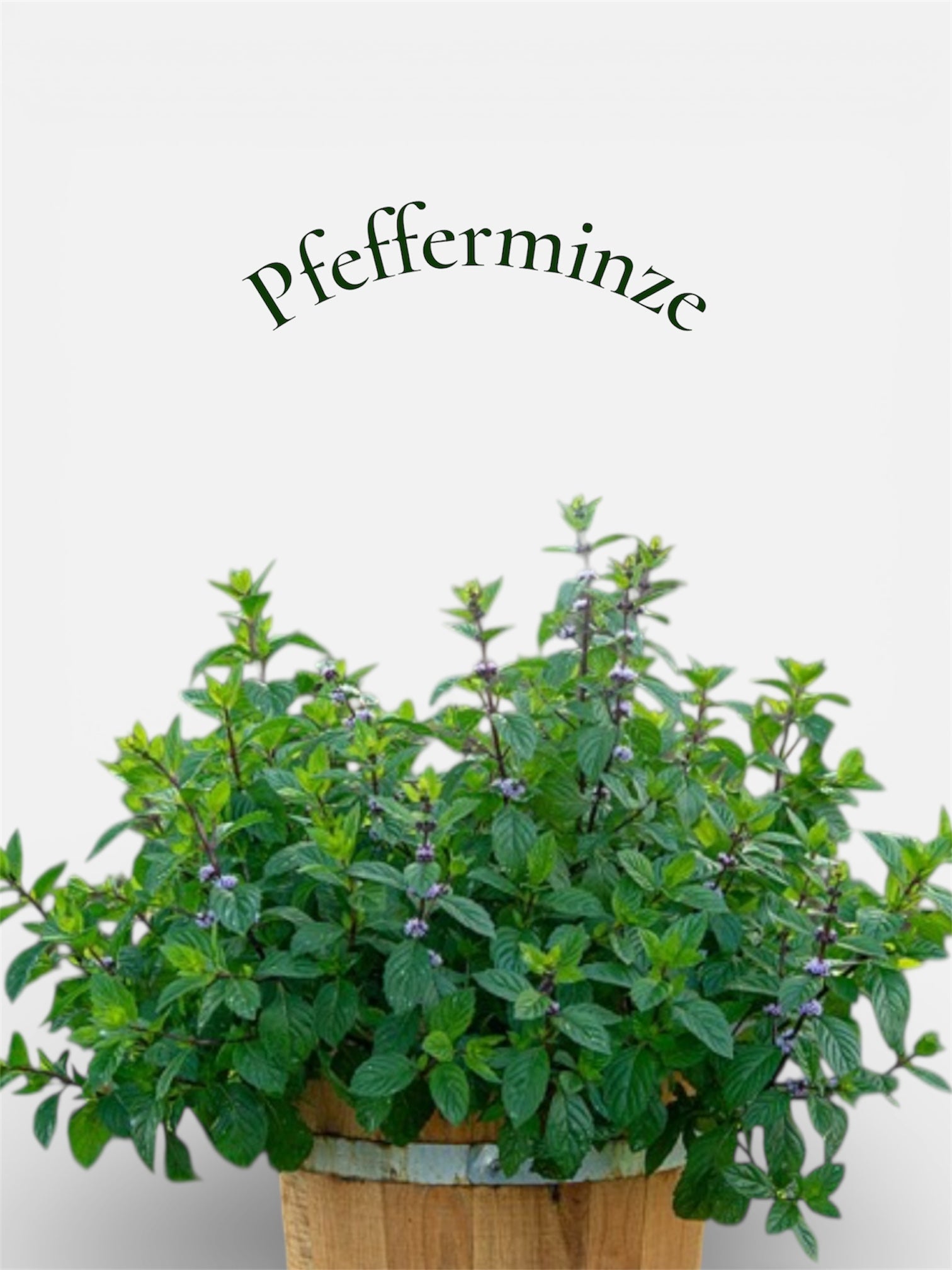 Pfefferminze