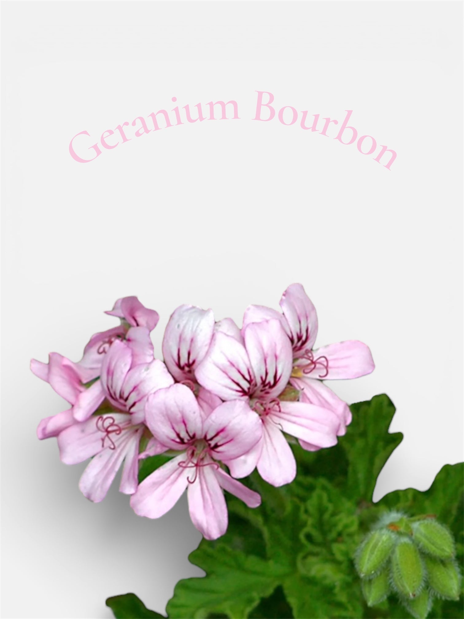 Geranium