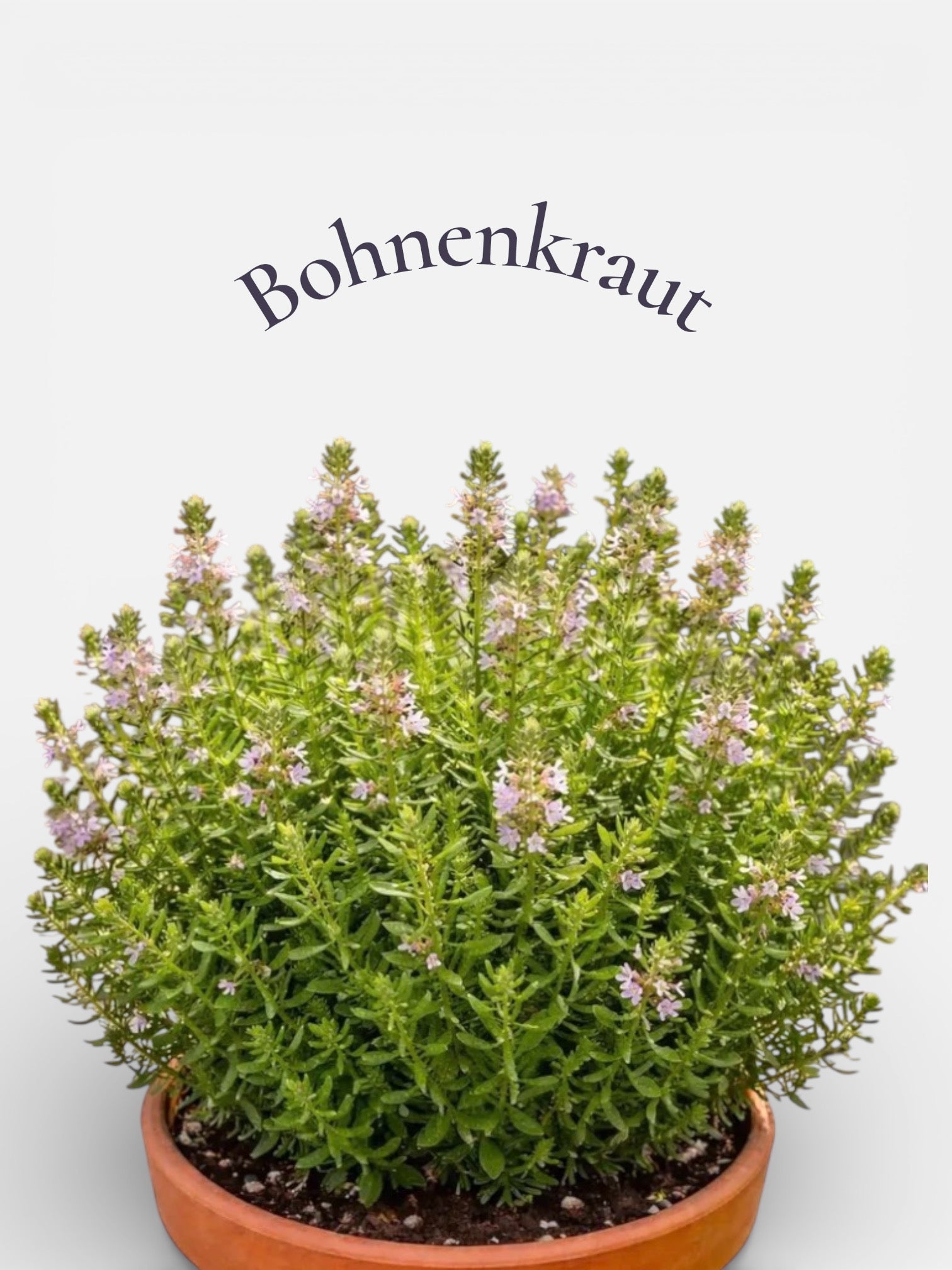 Bohnenkraut