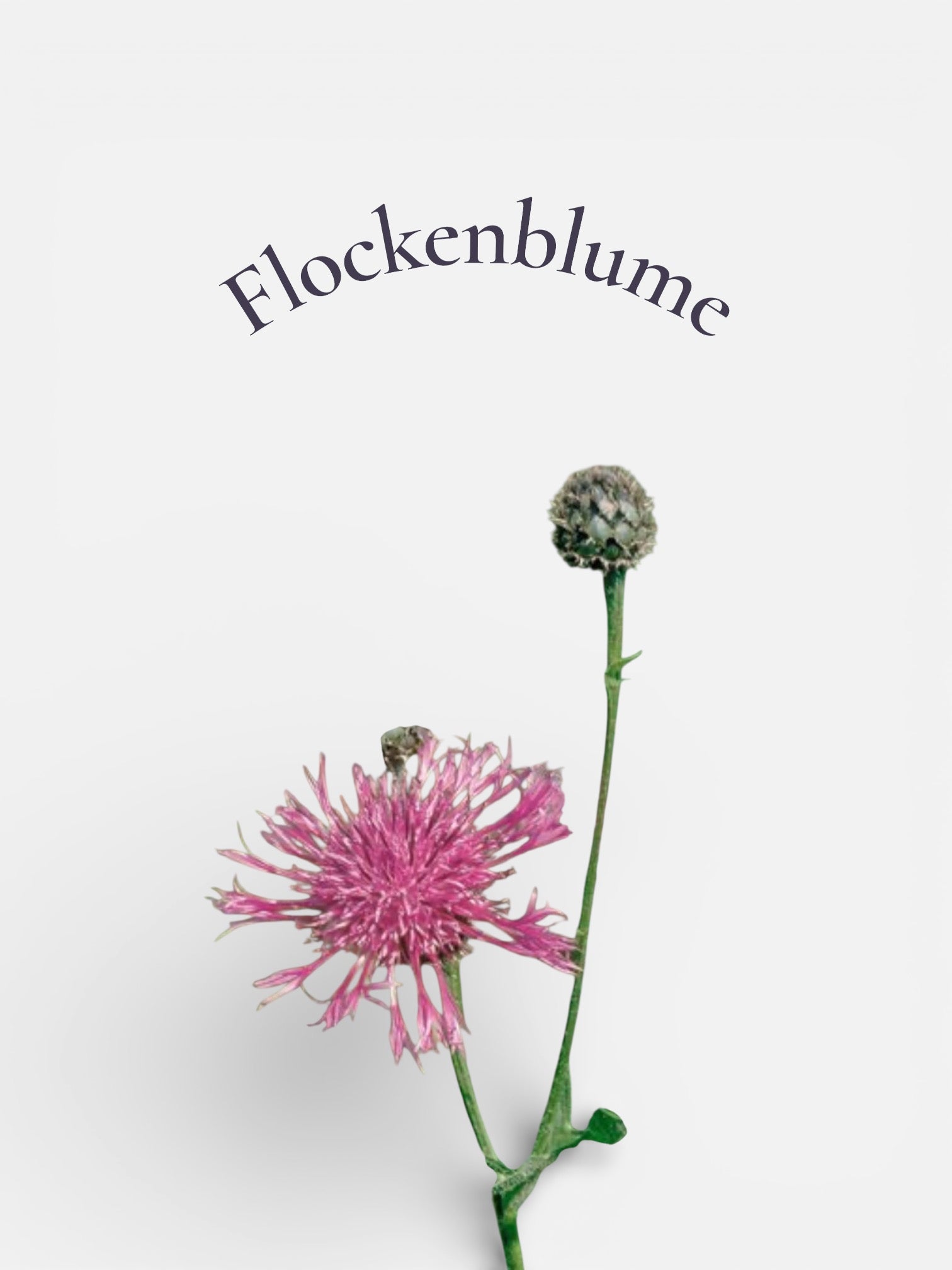 Flockenblume