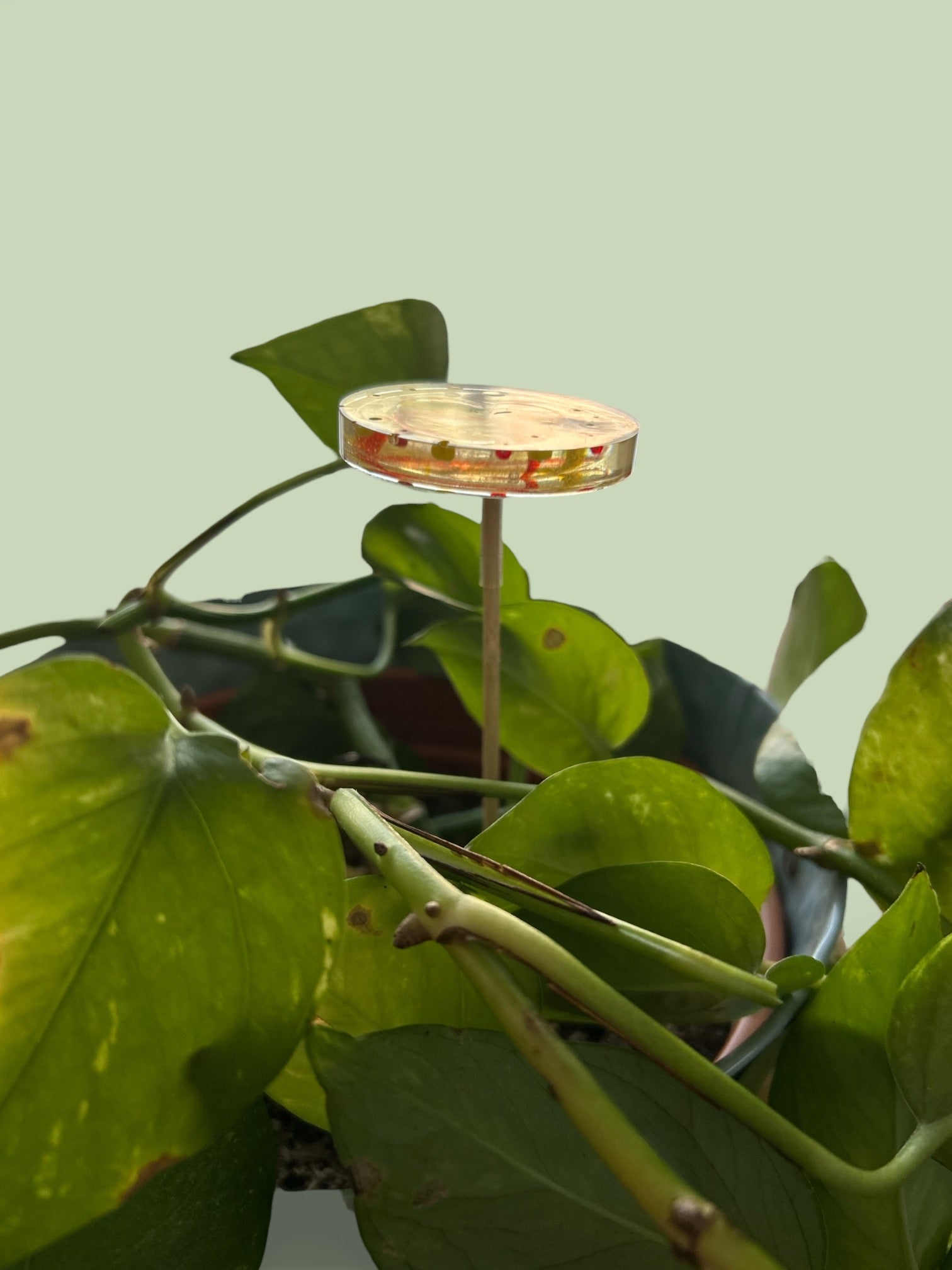 Energetisierender Pflanzenstecker Optimismus