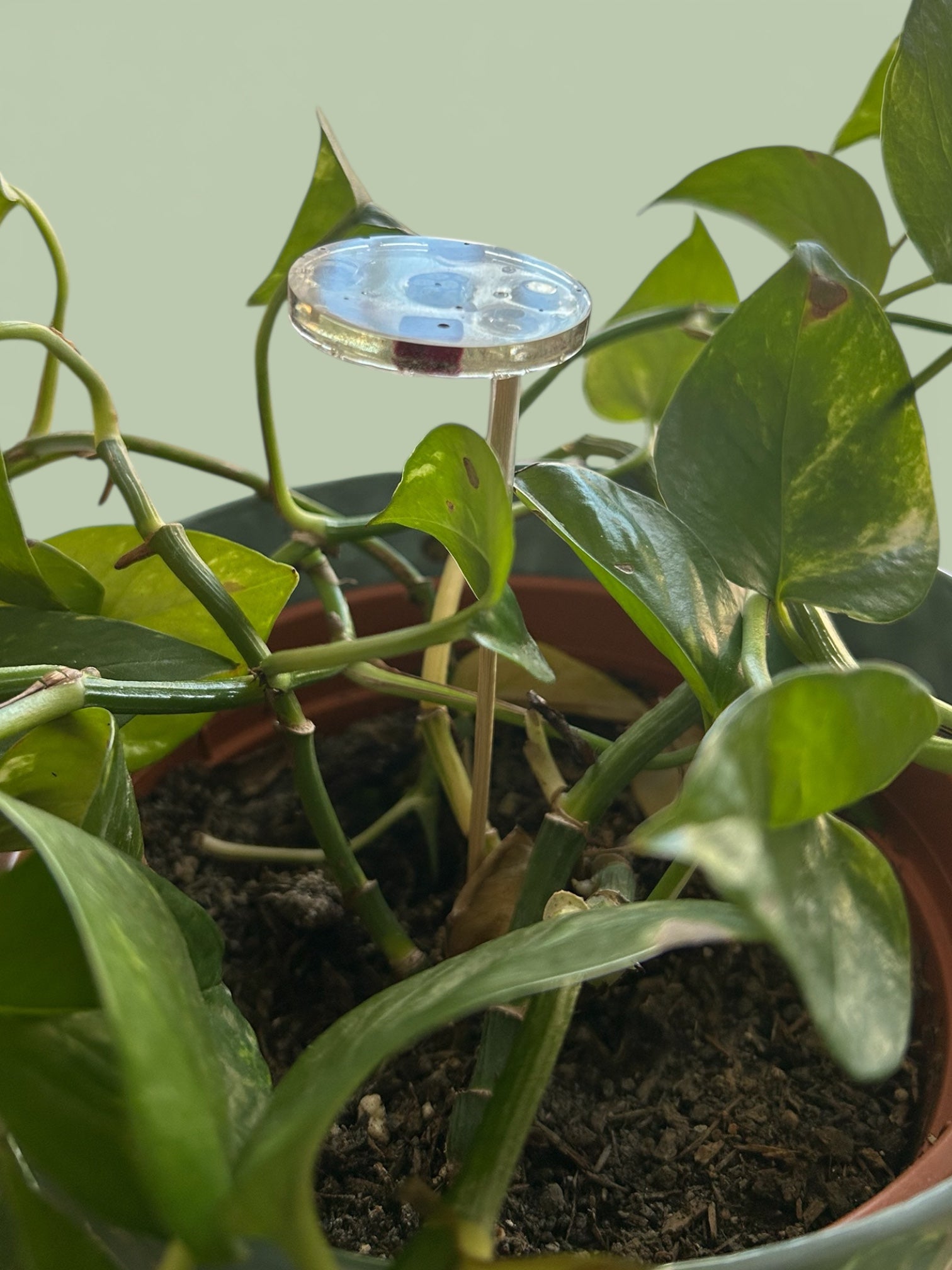 Energetisierender Pflanzenstecker Freiheit