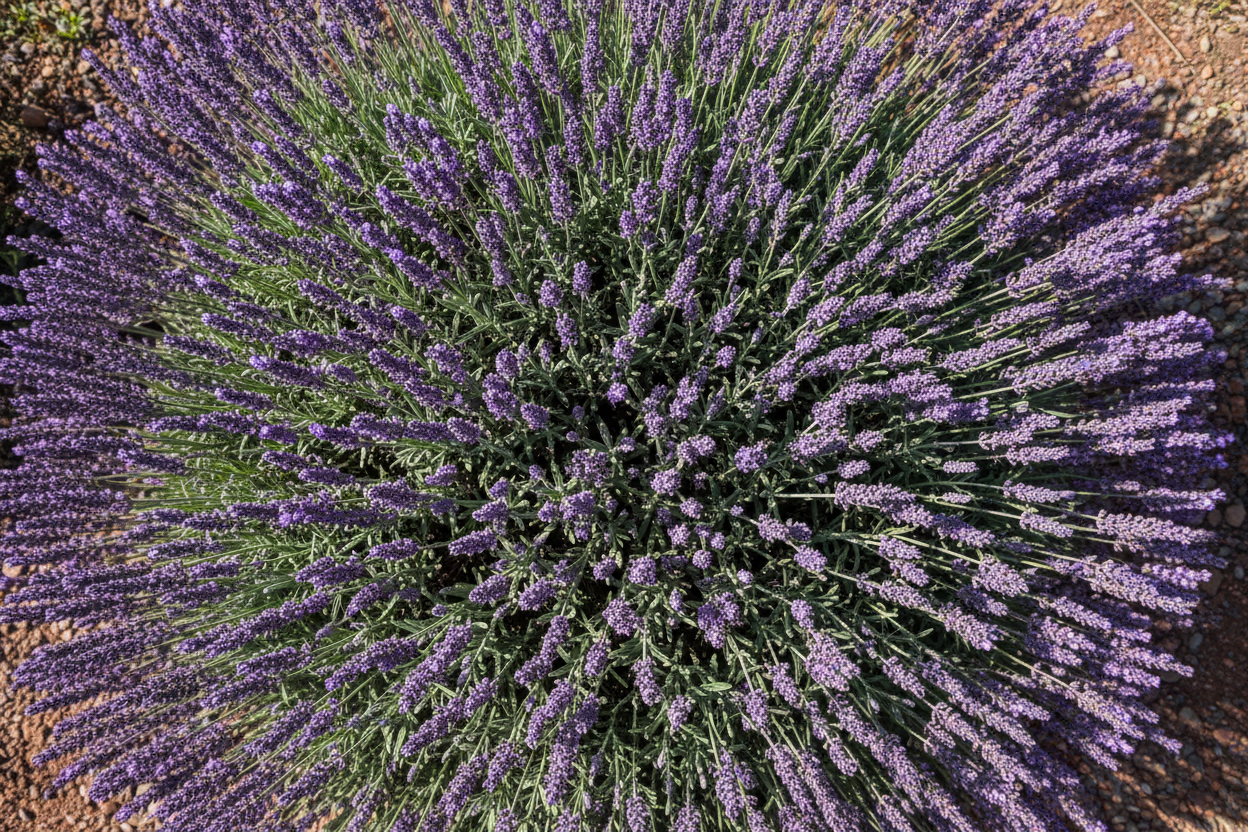 Lavendelstrauch von oben 